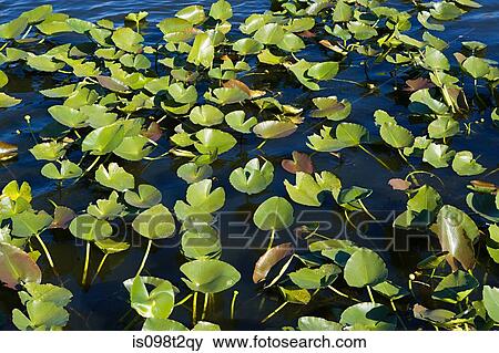 Leaves on water of florida everglades View Large Photo Image Stock Photo - Leaves on water of florida everglades. Fotosearch
