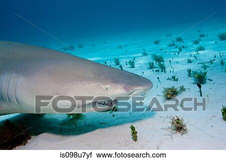 Lemon Shark on bottom. View Large Photo Image Stock Image - Lemon Shark on bottom.. Fotosearch