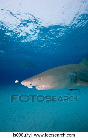Lemon Shark View Large Photo Image Stock Image - Lemon Shark. Fotosearch