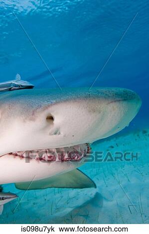 Lemon Shark View Large Photo Image Stock Image - Lemon Shark. Fotosearch