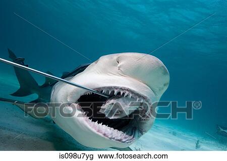 Lemon Shark swallows bait. View Large Photo Image Stock Image - Lemon Shark swallows bait.. Fotosearch