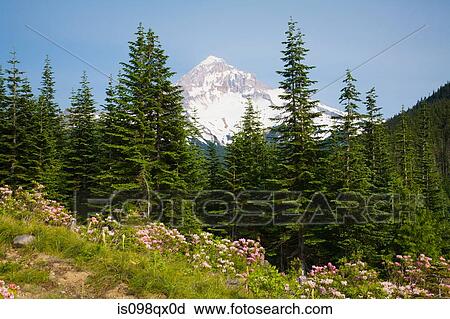 Lolo pass and mount hood View Large Photo Image Stock Image - Lolo pass and mount hood. Fotosearch