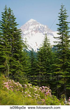 Lolo pass and mount hood View Large Photo Image Stock Image - Lolo pass and mount hood. Fotosearch