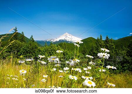 Lolo pass and mount hood View Large Photo Image Stock Image - Lolo pass and mount hood. Fotosearch
