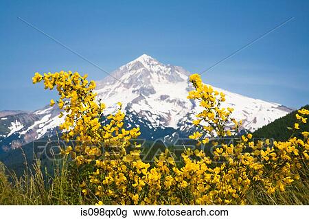 Lolo pass and mount hood View Large Photo Image Stock Image - Lolo pass and mount hood. Fotosearch