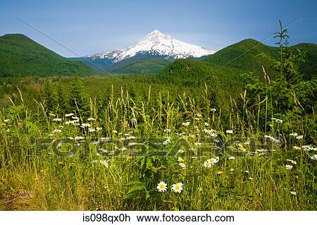 Lolo pass and mount hood View Large Photo Image Stock Image - Lolo pass and mount hood. Fotosearch