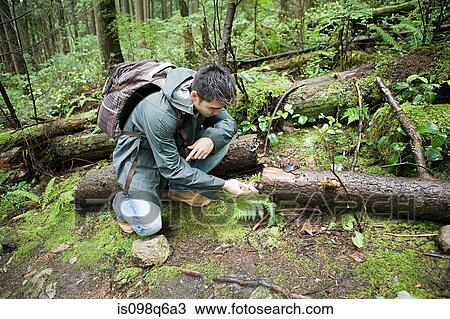 Stock Image - Man looking at fungus in forest. Fotosearch