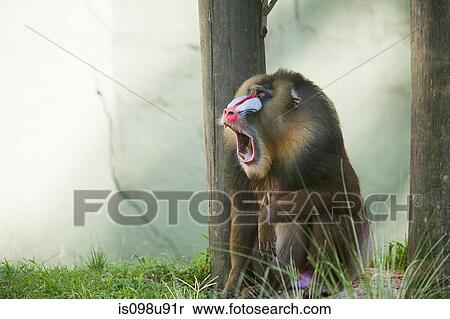 Stock Photography - Mandrill in Buenos Aires Zoo, Argentina. Fotosearch