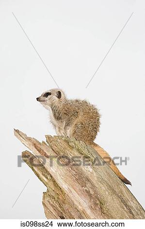 Meerkat View Large Photo Image Picture - Meerkat. Fotosearch