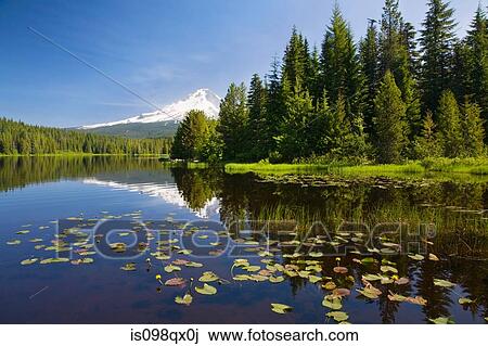 Mount hood and trillium lake View Large Photo Image Stock Image - Mount hood and trillium lake. Fotosearch