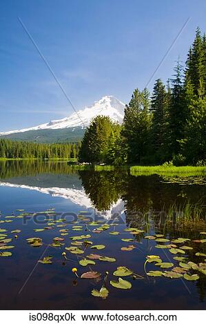 Mount hood and trillium lake View Large Photo Image Stock Image - Mount hood and trillium lake. Fotosearch