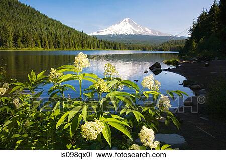 Mount hood and trillium lake View Large Photo Image Stock Image - Mount hood and trillium lake. Fotosearch