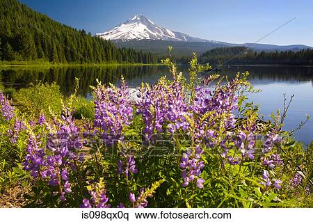 Stock Photography - Mount hood and trillium lake. Fotosearch