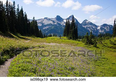 Mount rainier national park and tatoosh mountains View Large Photo Image Stock Photo - Mount rainier national park and tatoosh mountains. Fotosearch