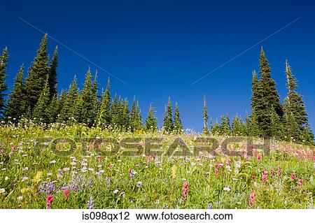 Stock Image - Mount rainier national park. Fotosearch