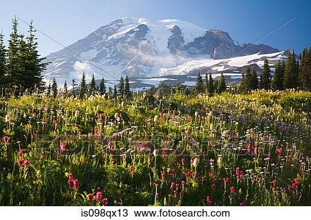 Stock Image - Mount rainier. Fotosearch