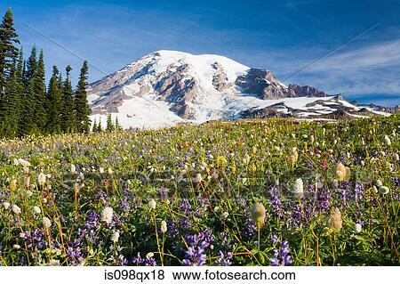 Stock Photo - Mount rainier. Fotosearch