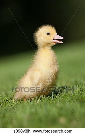One duckling on grass View Large Photo Image Stock Image - One duckling on grass. Fotosearch