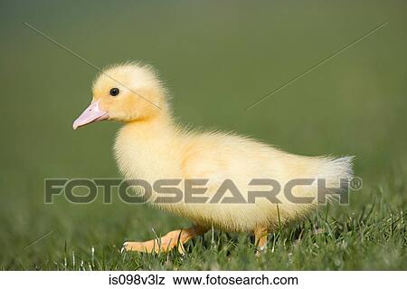 Stock Photo - One duckling on grass. Fotosearch
