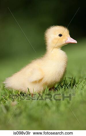 Stock Photography - One duckling on grass. Fotosearch