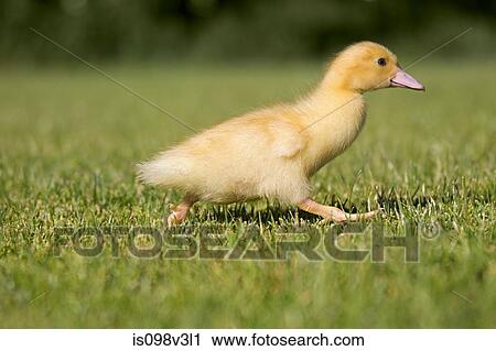Stock Image - One duckling running on grass. Fotosearch