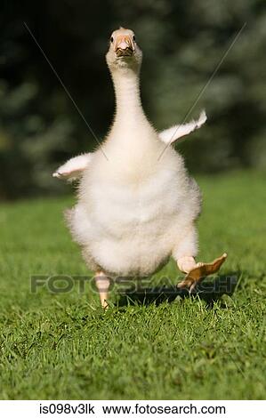 One gosling running on grass View Large Photo Image Stock Image - One gosling running on grass. Fotosearch
