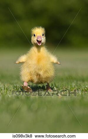 One gosling walking on grass View Large Photo Image Stock Photo - One gosling walking on grass. Fotosearch
