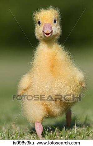 One gosling walking on grass View Large Photo Image Stock Photograph - One gosling walking on grass. Fotosearch