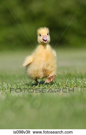 One gosling walking on grass View Large Photo Image Stock Photograph - One gosling walking on grass. Fotosearch