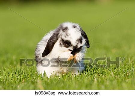 One rabbit sitting on grass cleaning itself View Large Photo Image Stock Image - One rabbit sitting on grass cleaning itself. Fotosearch