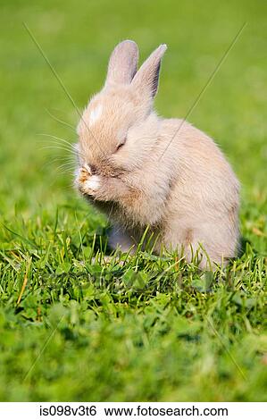 One rabbit sitting on grass cleaning itself View Large Photo Image Stock Photograph - One rabbit sitting on grass cleaning itself. Fotosearch