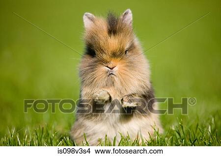Picture - One rabbit sitting on grass. Fotosearch