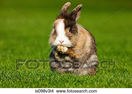 One rabbit sitting on grass View Large Photo Image Picture - One rabbit sitting on grass. Fotosearch