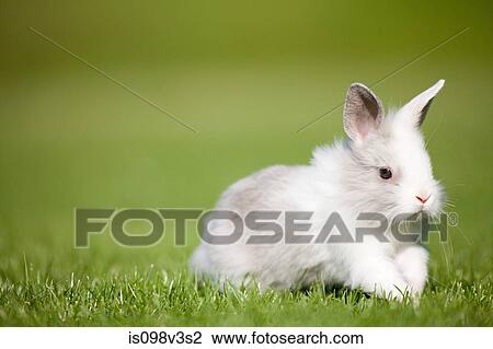 One rabbit sitting on grass View Large Photo Image Stock Image - One rabbit sitting on grass. Fotosearch