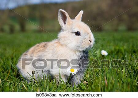 One rabbit sitting on grass View Large Photo Image Stock Image - One rabbit sitting on grass. Fotosearch