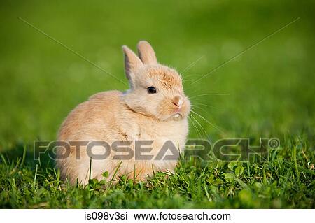 Stock Image - One rabbit sitting on grass. Fotosearch
