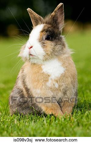 One rabbit sitting on grass View Large Photo Image Stock Image - One rabbit sitting on grass. Fotosearch