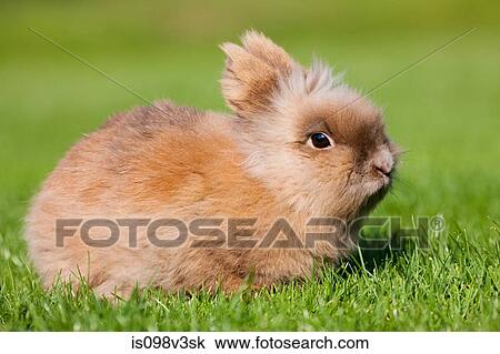 One rabbit sitting on grass View Large Photo Image Stock Image - One rabbit sitting on grass. Fotosearch