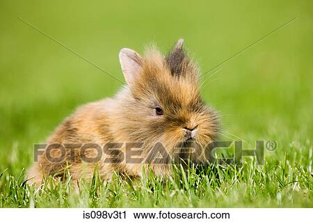 Stock Image - One rabbit sitting on grass. Fotosearch