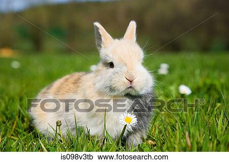 Stock Image - One rabbit sitting on grass. Fotosearch