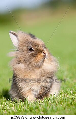 Stock Image - One rabbit sitting on grass. Fotosearch