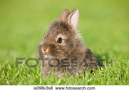 One rabbit sitting on grass View Large Photo Image Stock Photo - One rabbit sitting on grass. Fotosearch
