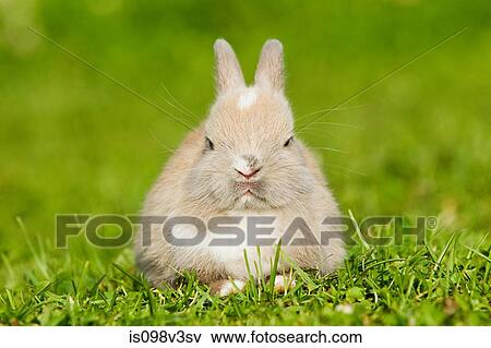 One rabbit sitting on grass View Large Photo Image Stock Photo - One rabbit sitting on grass. Fotosearch