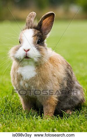 One rabbit sitting on grass View Large Photo Image Stock Photo - One rabbit sitting on grass. Fotosearch
