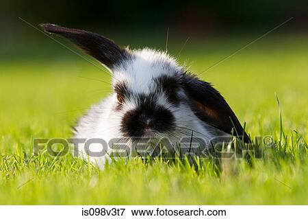 One rabbit sitting on grass View Large Photo Image Stock Photo - One rabbit sitting on grass. Fotosearch