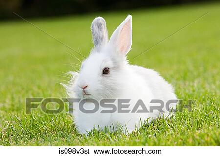 Stock Photograph - One rabbit sitting on grass. Fotosearch