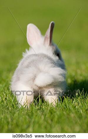 Stock Photography - One rabbit sitting on grass. Fotosearch