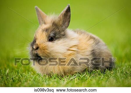 Stock Photography - One rabbit sitting on grass. Fotosearch
