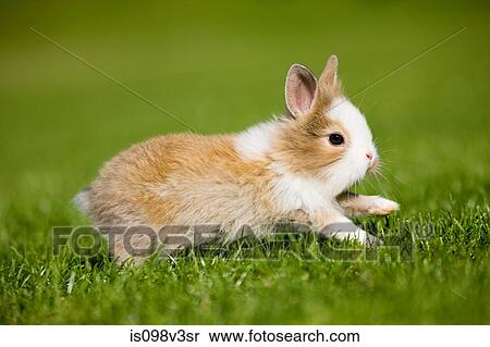 Stock Photography - One rabbit sitting on grass. Fotosearch