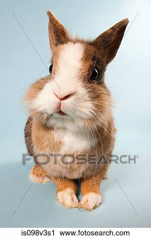 Stock Image - One rabbit, studio shot. Fotosearch